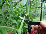 ХИТ! Японский секатор 307 для прорезания твердых древесных стеблей, черенков, сборов фруктов и овощей, Лезвие 35 мм Okatsune М00013507