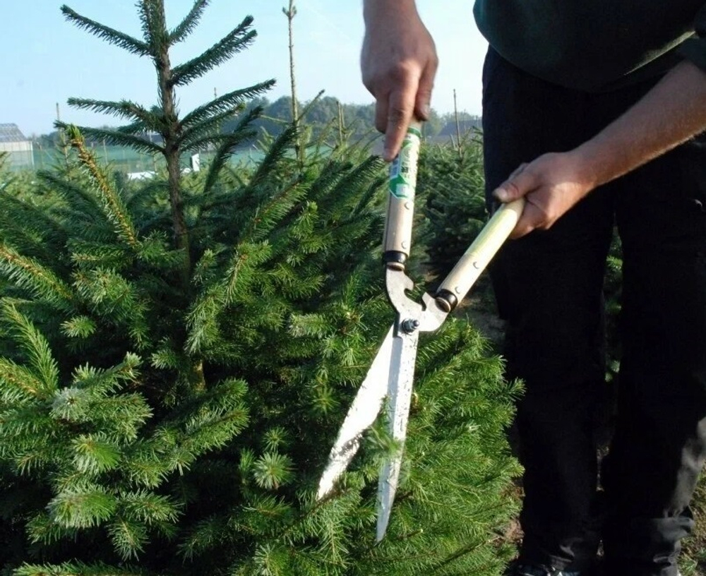 Японские Ножницы садовые короткие модельные для живой изгороди 231, Лезвие 200 мм короткие рукояти Okatsune М00013585