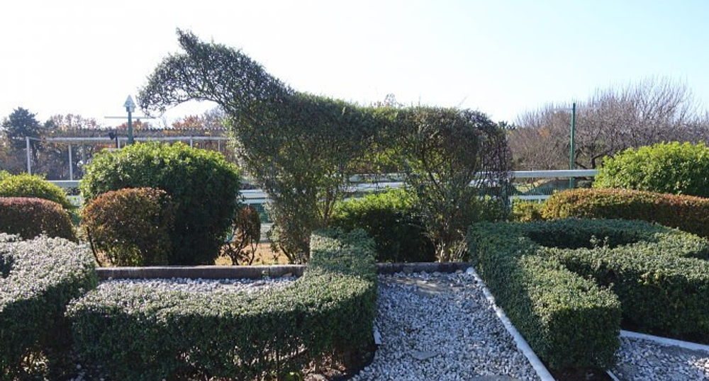 Новинка! Японские ножницы садовые для живой изгороди Yoshioka Aogami 180 мм / 660 мм КРУПНЫЕ для живой изгороди и художественной стрижки деревьев М00021055